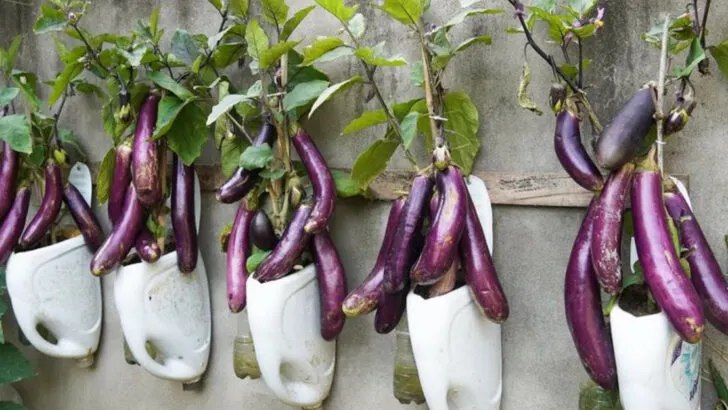 17 Things You Can Grow Vertically (No Yard Needed)