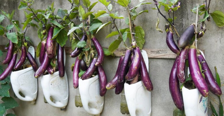 17 Things You Can Grow Vertically (No Yard Needed)