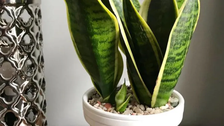 17 Things Your Favorite Plant Says About Your Personality