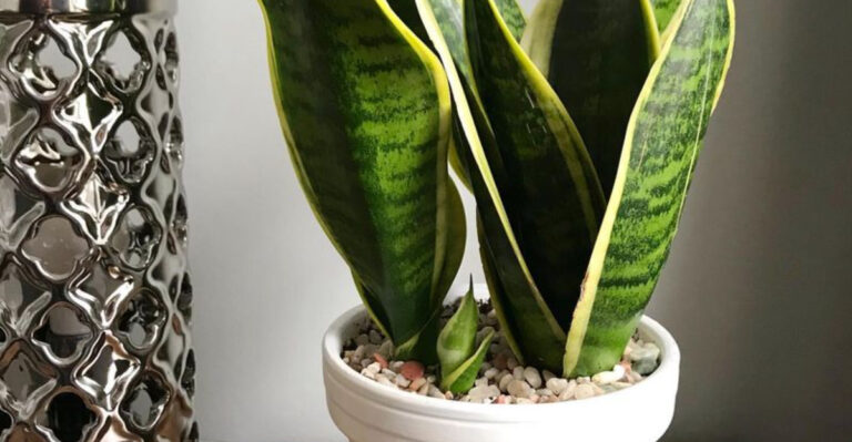 17 Things Your Favorite Plant Says About Your Personality
