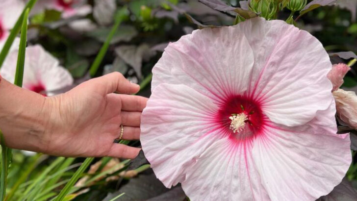 17 Water-Loving Plants That Are Perfect for Balconies with Drippy AC Units