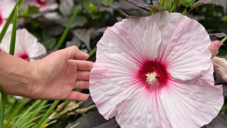 17 Water-Loving Plants That Are Perfect for Balconies with Drippy AC Units