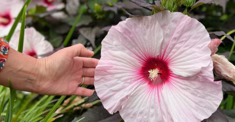 17 Water-Loving Plants That Are Perfect for Balconies with Drippy AC Units