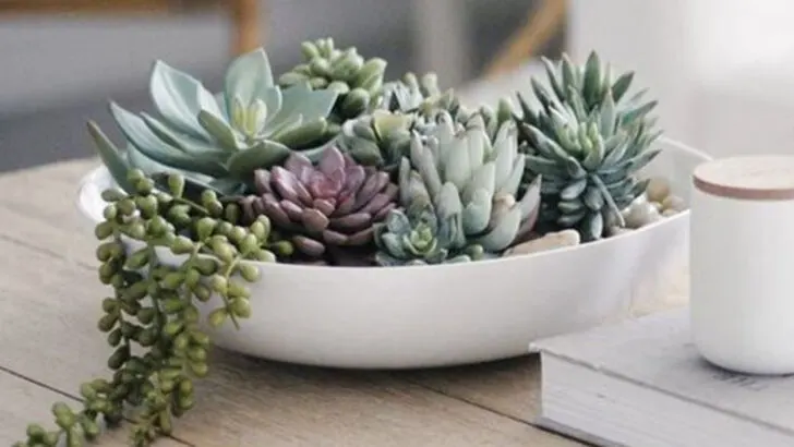 17 Ways to Build a Jungle in Your Apartment (Without Losing Space or Light)