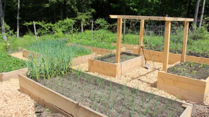 18 Smart Ways to Fill Your Raised Garden Bed for a Bountiful Harvest
