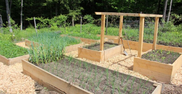 18 Smart Ways to Fill Your Raised Garden Bed for a Bountiful Harvest