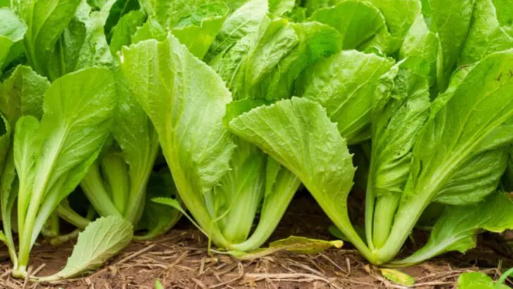 18 Vegetables That Don’t Mind the Shade (and Still Grow Well)