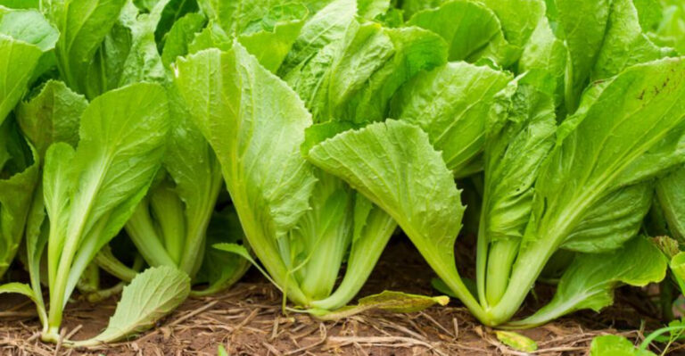 18 Vegetables That Don’t Mind the Shade (and Still Grow Well)