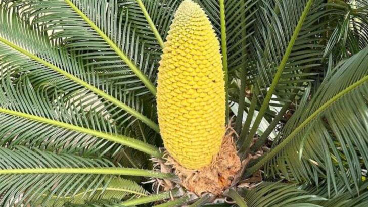 18 Ancient Plants That Are Still Thriving Today—And You Can Grow Them Too