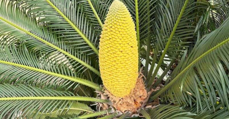 18 Ancient Plants That Are Still Thriving Today—And You Can Grow Them Too