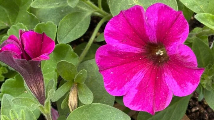 18 Annuals That Bloom Fast and Bright