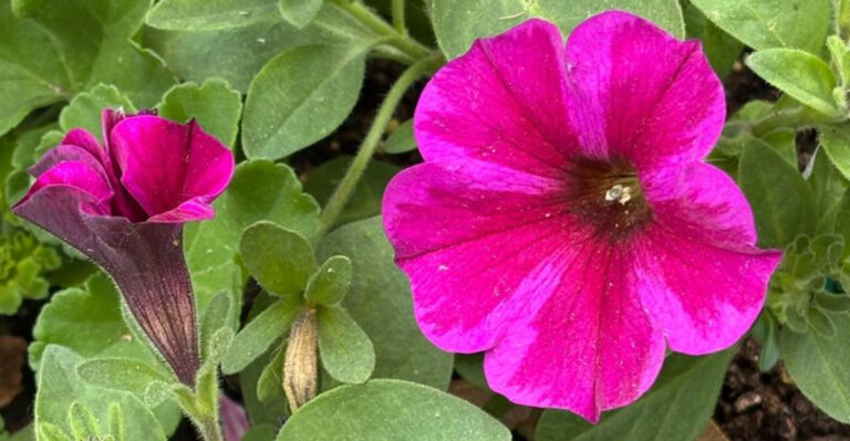 18 Annuals That Bloom Fast and Bright