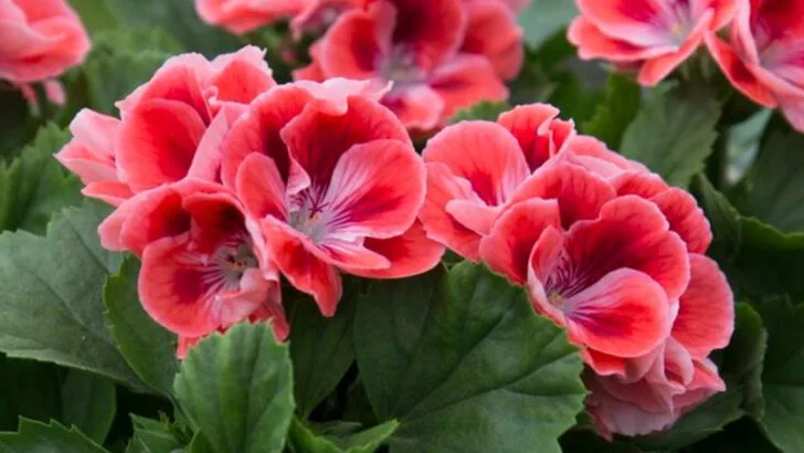 18 Beautiful Plants That Naturally Repel Mosquitoes