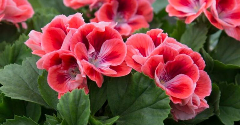 18 Beautiful Plants That Naturally Repel Mosquitoes