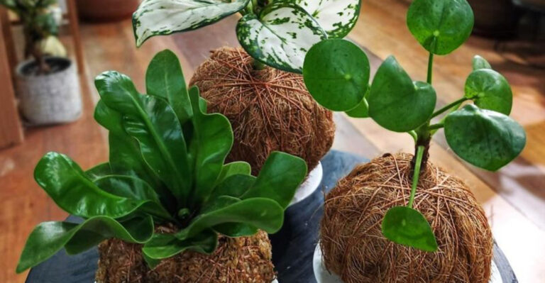 18 Clever Ways to Grow Plants Indoors Without a Garden
