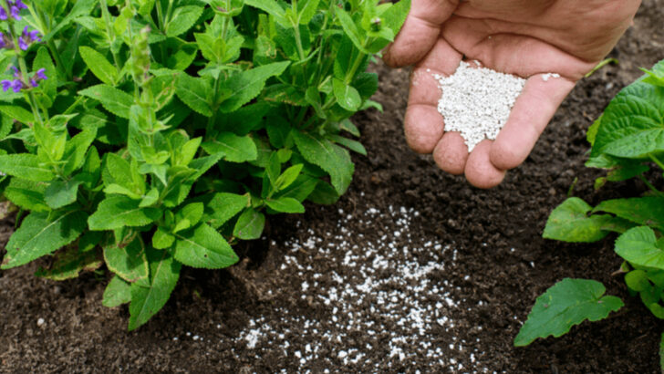 18 Common Gardening Mistakes That Are Secretly Killing Your Plants