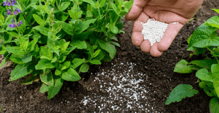 18 Common Gardening Mistakes That Are Secretly Killing Your Plants