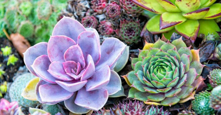18 Drought-Tolerant Plants for Water-Wise Garden