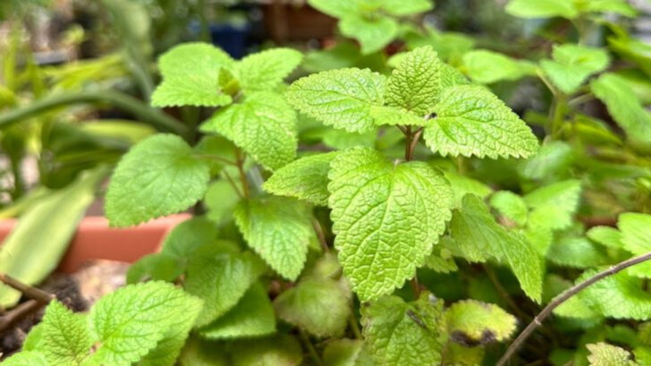 18 Fast-Growing Herbs That Regrow After Every Cut