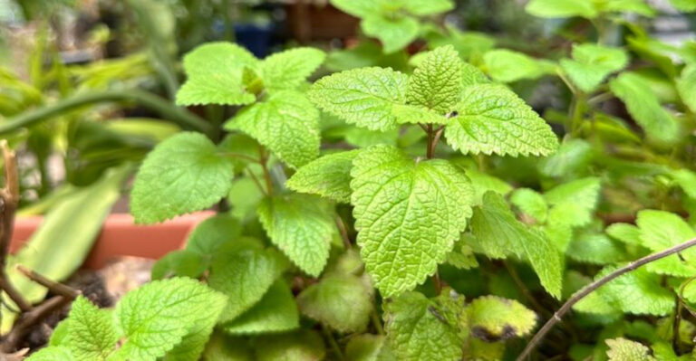 18 Fast-Growing Herbs That Regrow After Every Cut