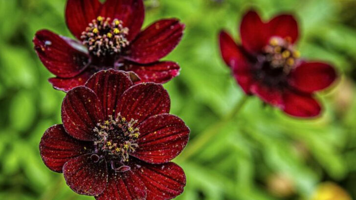18 Flowers That Smell Stronger at Night (And How to Grow Them Right)