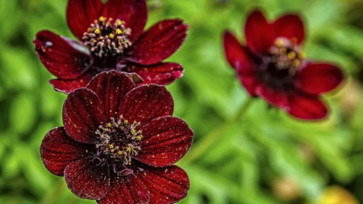 18 Flowers That Smell Stronger at Night (And How to Grow Them Right)