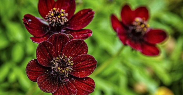 18 Flowers That Smell Stronger at Night (And How to Grow Them Right)