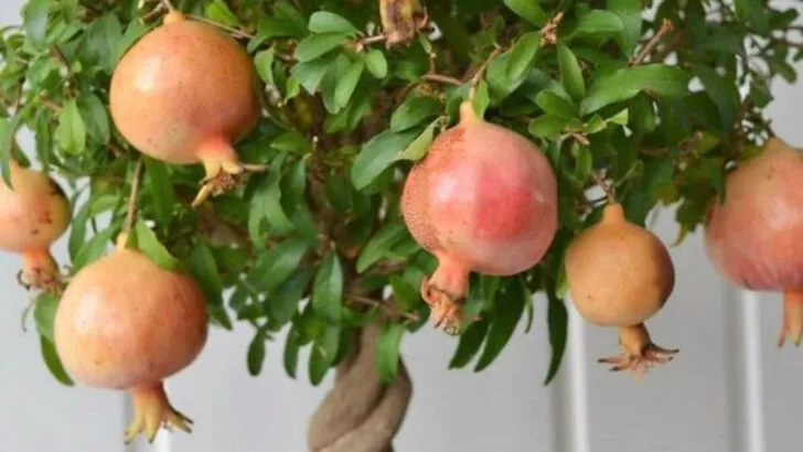 18 Fruit Trees You Can Grow in a Container (Yes, Even Indoors)