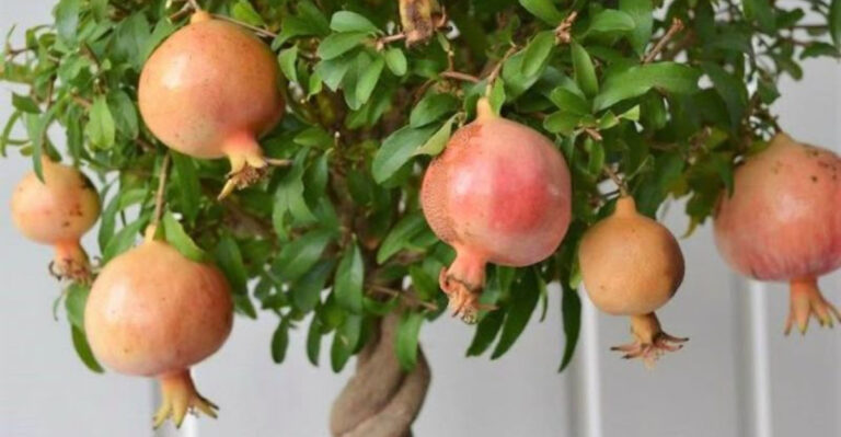 18 Fruit Trees You Can Grow in a Container (Yes, Even Indoors)