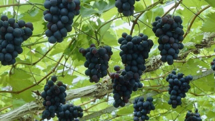 18 Fruits That Boost Your Skin, Digestion, and Energy (Straight From Your Garden)