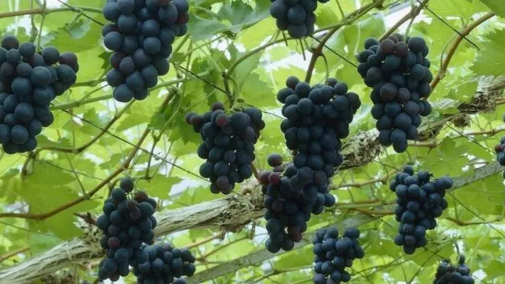 18 Fruits That Boost Your Skin, Digestion, and Energy (Straight From Your Garden)