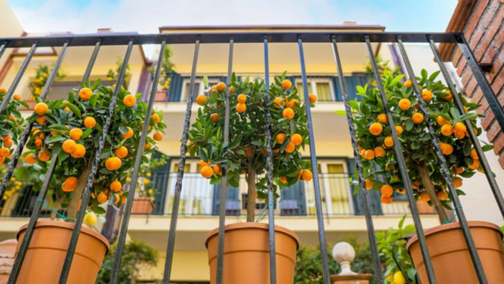 18 Fruits You Can Grow in Pots on a Balcony (Yes, Even Watermelon)