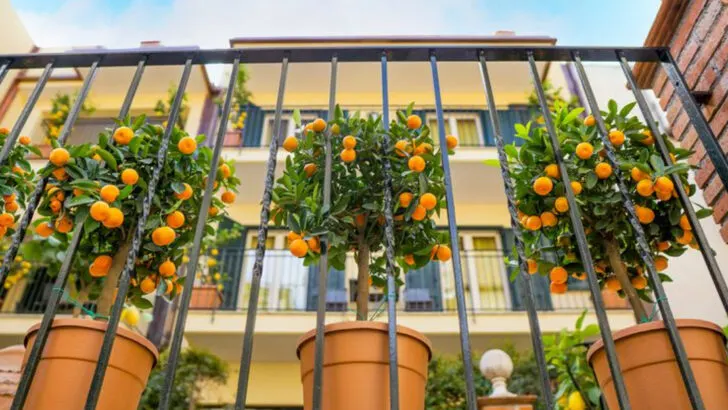 18 Fruits You Can Grow in Pots on a Balcony (Yes, Even Watermelon)