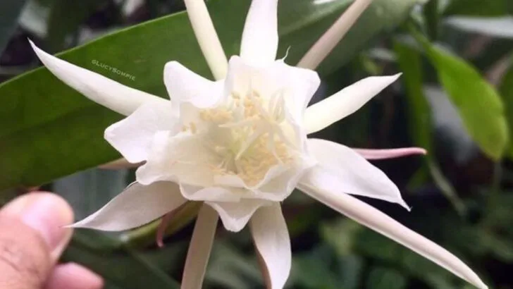 18 Gorgeous Flowers That Bloom at Night (And Why You’ll Want Them in Your Garden)