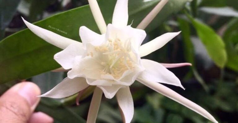 18 Gorgeous Flowers That Bloom at Night (And Why You’ll Want Them in Your Garden)