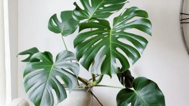 18 Indoor Plants That Look Amazing (But Are Dangerous for Pets)