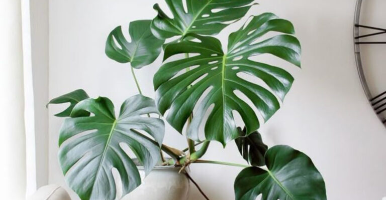 18 Indoor Plants That Look Amazing (But Are Dangerous for Pets)