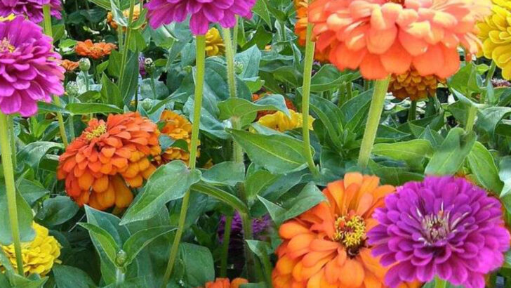 18 Old-Fashioned Garden Plants That Deserve a Comeback