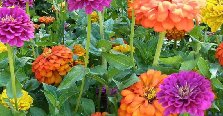 18 Old-Fashioned Garden Plants That Deserve a Comeback