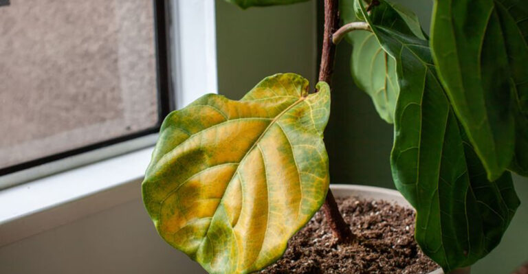 15 Plant Myths Everyone Believes (That Might Be Killing Your Greenery)