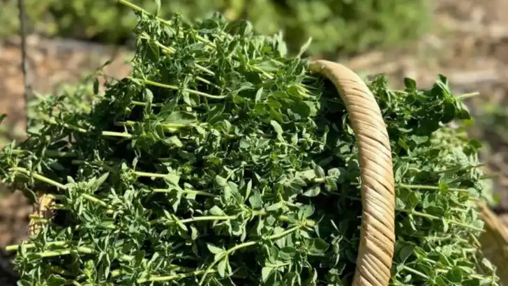 18 Plants Every Suburban Backyard in America Has—But Few Use Well