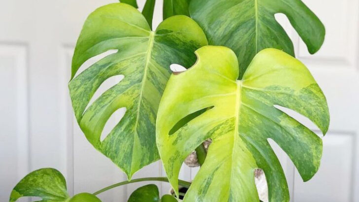 18 Plants That Are Basically Interior Designers in Disguise