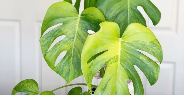 18 Plants That Are Basically Interior Designers in Disguise