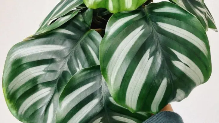 18 Plants That Bring Good Vibes, According to Feng Shui Experts