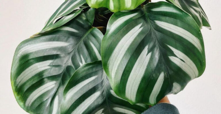 18 Plants That Bring Good Vibes, According to Feng Shui Experts