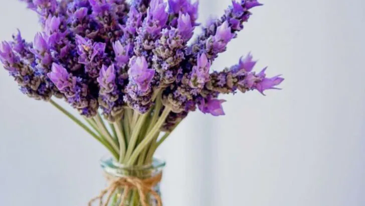 18 Plants That Clean the Air, Calm the Mind, and Look Beautiful Doing It