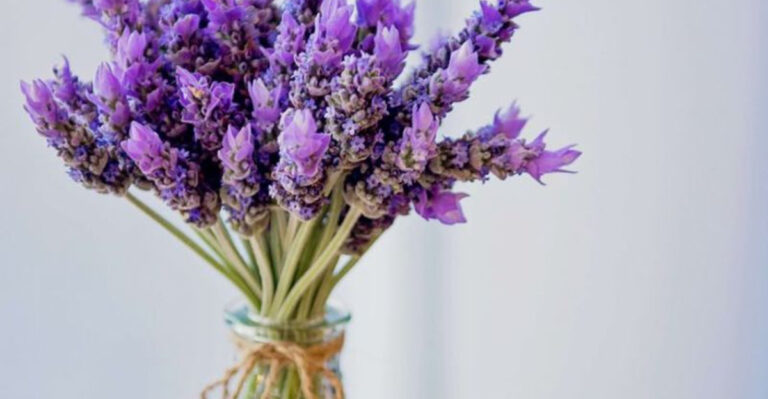 18 Plants That Clean the Air, Calm the Mind, and Look Beautiful Doing It
