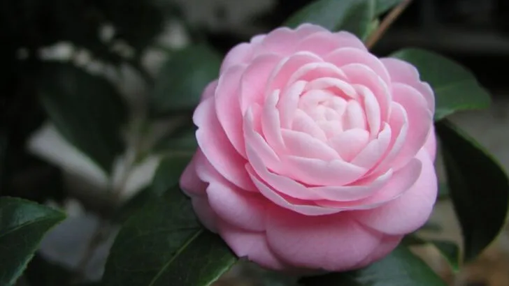 18 Plants That Smell Better Than Any Candle (And Last Longer Too)