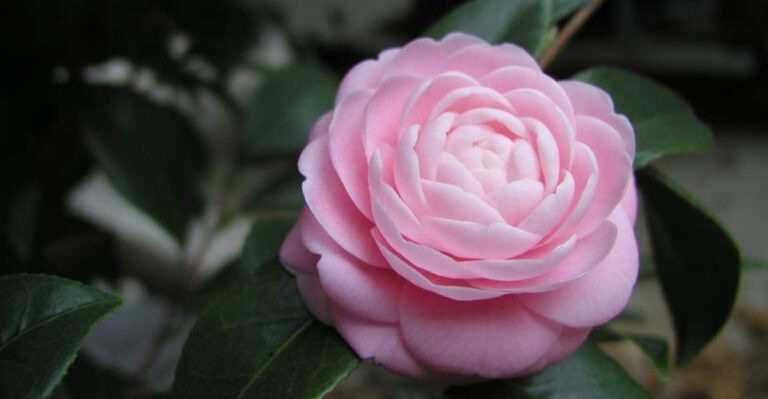 18 Plants That Smell Better Than Any Candle (And Last Longer Too)