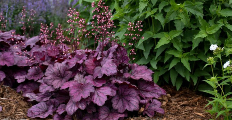 18 Plants with Foliage Prettier Than Their Flowers